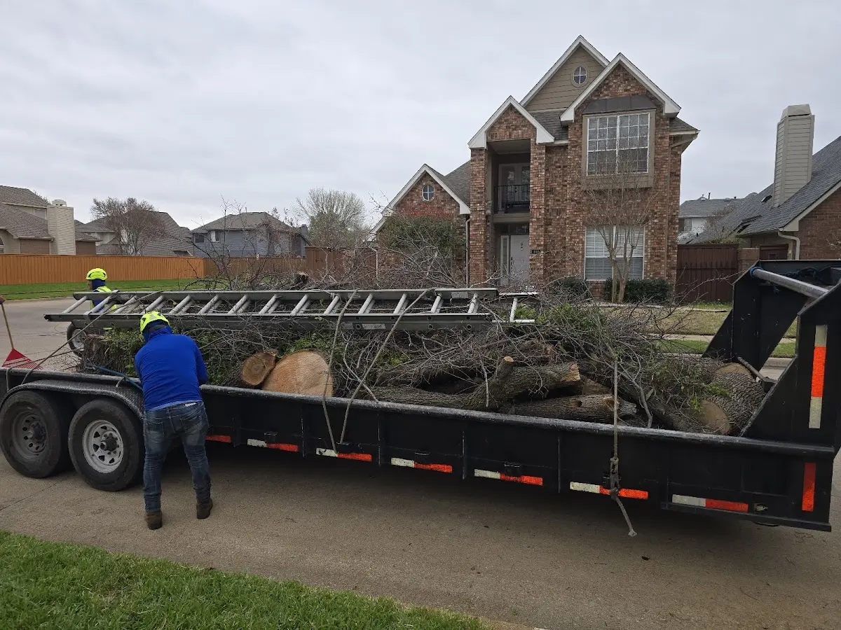 Expert Tree Fertilization with proper safety equipment in Stinson Beach